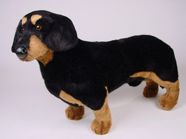 "Dexter" Dachshund