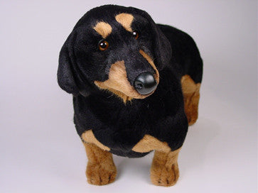 "Dexter" Dachshund