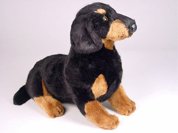 "Lump" Dachshund