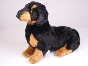 "Lump" Dachshund