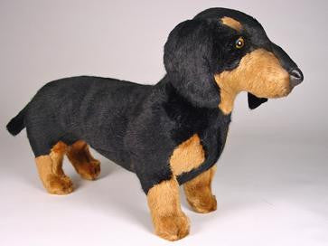 "Della" Dachshund