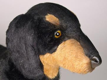 "Della" Dachshund