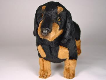"Della" Dachshund