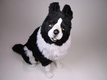 "Old Hemp" Border Collie