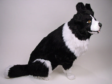 "Old Hemp" Border Collie