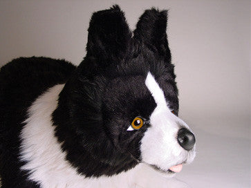 "Noble" Border Collie