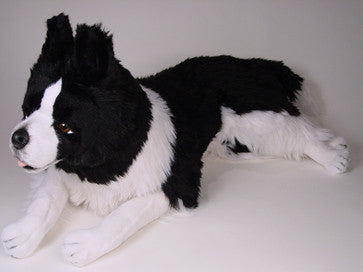 "Noble" Border Collie