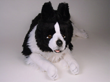 "Noble" Border Collie