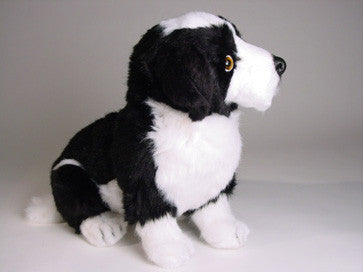 "Sharp" Border Collie
