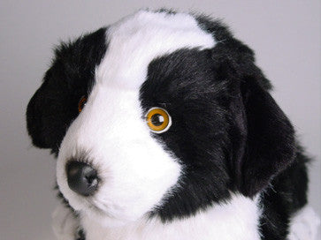 "Roy" Border Collie