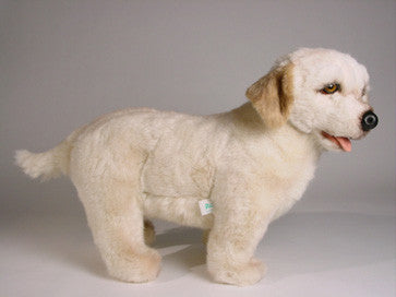 "Jasper" Labrador Retriever