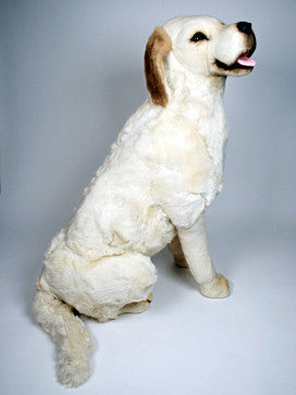 "Endal" Labrador Retriever