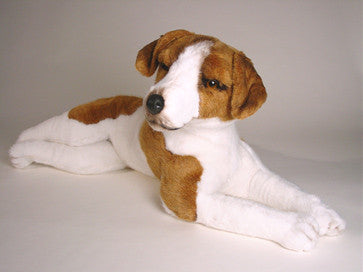 "George" Jack Russell Terrier