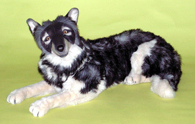 "Rover" Wolf