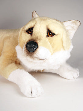 "Aki" Shiba Inu