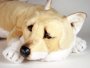"Aki" Shiba Inu
