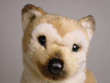 "Akoni" Shiba Inu