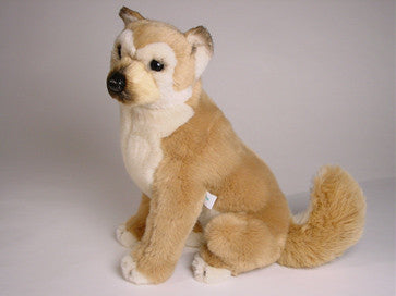 "Akoni" Shiba Inu