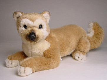 "Rogue" Shiba Inu