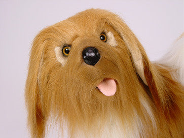 "Meggan" Lhasa Apso