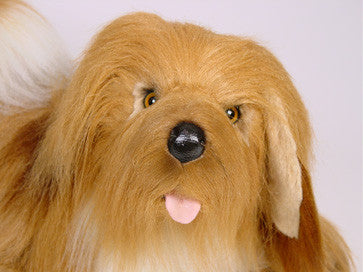 "Peg" Lhasa Apso