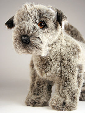 "Duchess" Schnauzer