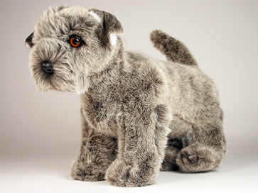 "Duchess" Schnauzer