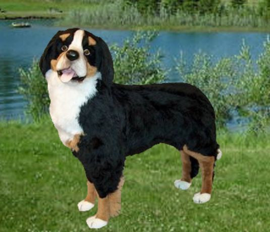 "Kenai" Bernese Mountain Dog