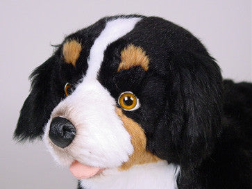 "Shep" Bernese Mountain Dog