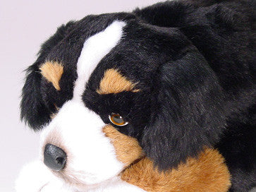 "Netti" Bernese Mountain Dog