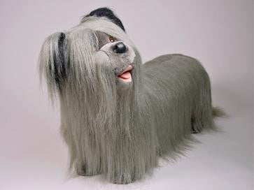 "Feisty" Skye Terrier