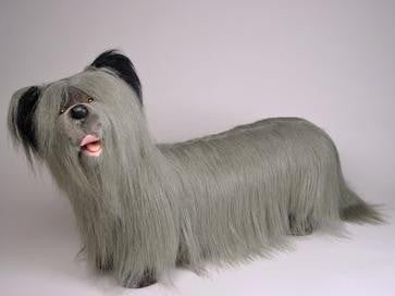 "Feisty" Skye Terrier