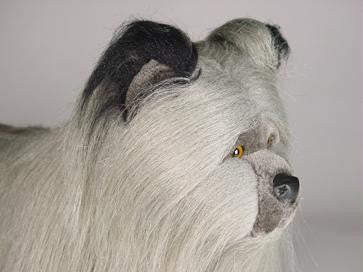 "Magic" Skye Terrier