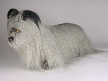 "Magic" Skye Terrier