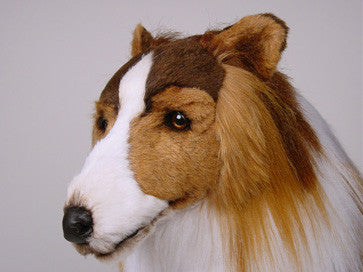 "Lassie" Collie