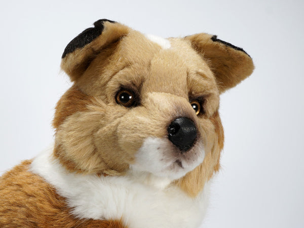 "Blanco" Collie