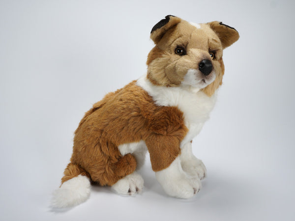"Blanco" Collie