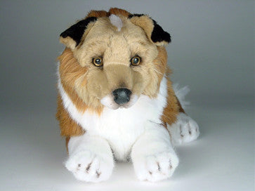 "Lad" Collie