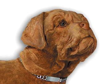 "Hooch" Dogue de Bordeaux