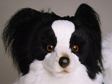 "Marie" Papillon