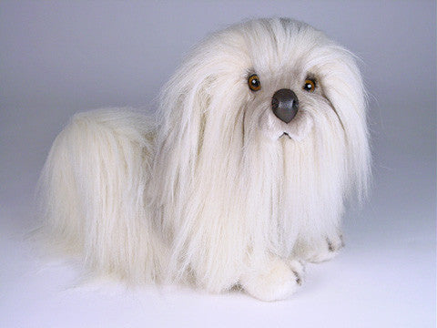 "Barbara" Havanese