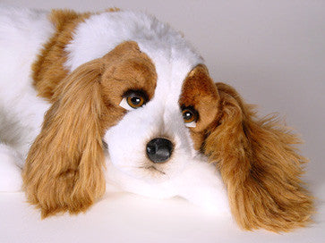 "Lady" Cavalier King Charles Spaniel