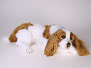 "Lady" Cavalier King Charles Spaniel