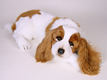 "Lady" Cavalier King Charles Spaniel