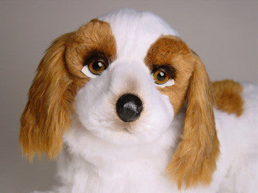 "Windsor" Cavalier King Charles Spaniel