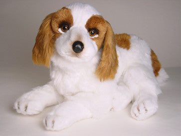 "Windsor" Cavalier King Charles Spaniel