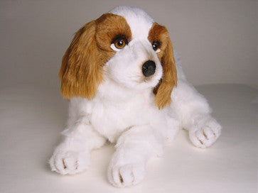 "Windsor" Cavalier King Charles Spaniel