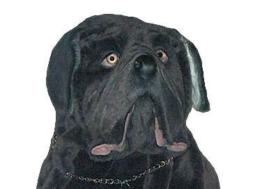 "Fang" Neapolitan Mastiff