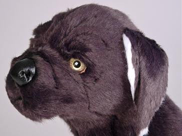 "Alan" Neapolitan Mastiff