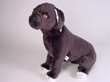 "Alan" Neapolitan Mastiff